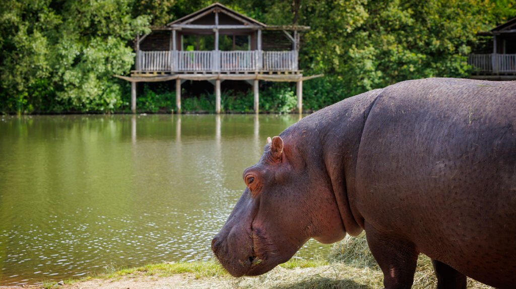 Lodge Hippopotame au Pal